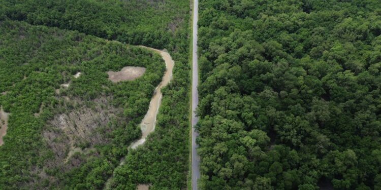 Expansão rodoviária amazônica prejudica ecossistema de manguezal