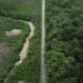 Expansão rodoviária amazônica prejudica ecossistema de manguezal