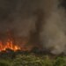 Incêndios florestais devastaram uma área de 30 milhões de hectares em território nacional no ano de 2024