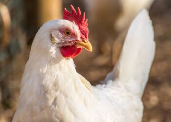 Gripe aviária volta a ser registrada no Brasil com caso confirmado no BioParque do Rio