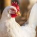Gripe aviária volta a ser registrada no Brasil com caso confirmado no BioParque do Rio