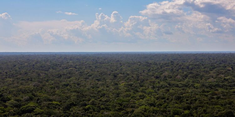 Entidades do terceiro setor lançam proposta de plano de investimento para a Amazônia