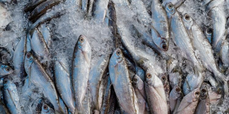 Emergencial: Abipesca solicita crédito para mitigar inflação de tarifas