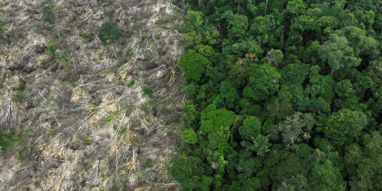 Desmatamento: Brasil perdeu área equivalente à Espanha em 40 anos