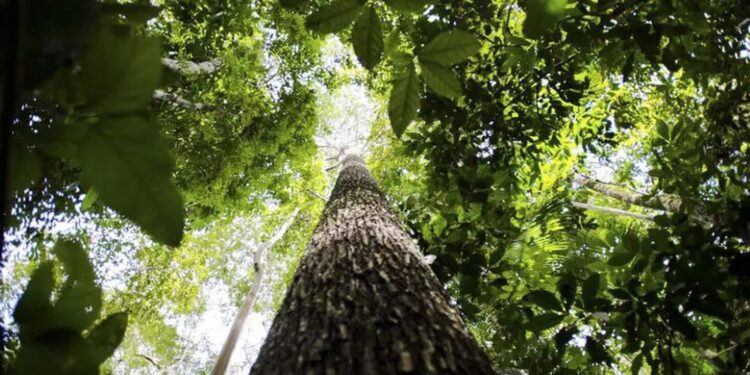 Fundo florestal com recursos indígenas ganha apoio internacional