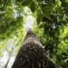 Fundo florestal com recursos indígenas ganha apoio internacional