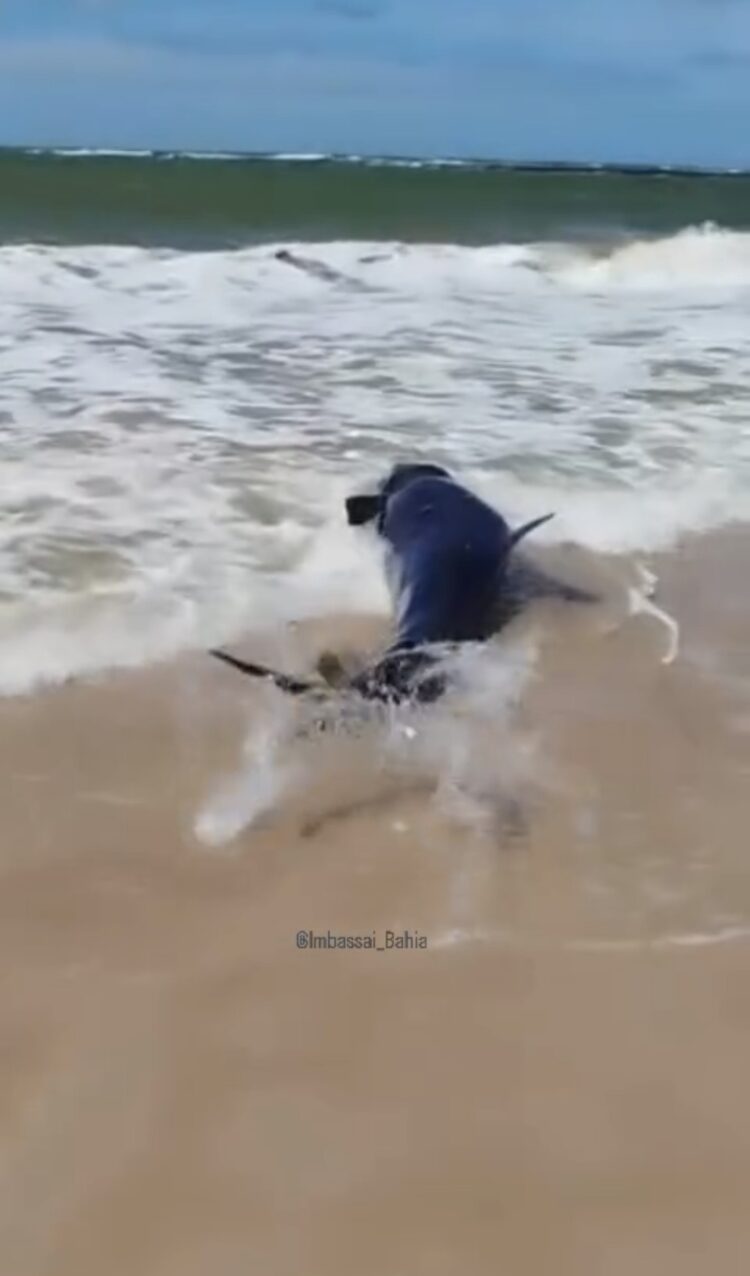 Resgate Heroico em Itacimirim: Falsa Orca Encalhada é salva por moradores e banhistas