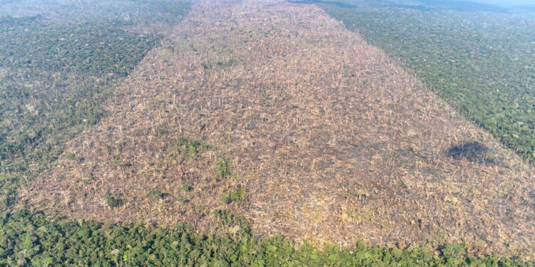 Desmatamento agrava mortes por calor no Brasil