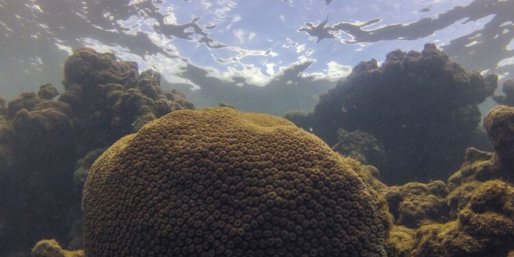 Oceanos em Perigo: Calor e Acidez Ameaçam a Vida Marinha