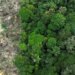 Amazônia: Desmatamento Equivalente ao Tamanho da França em Quatro Décadas