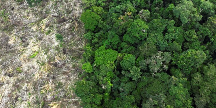Amazônia: Clima e desmatamento aceleram impactos, aponta pesquisa