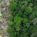 Amazônia: Clima e desmatamento aceleram impactos, aponta pesquisa