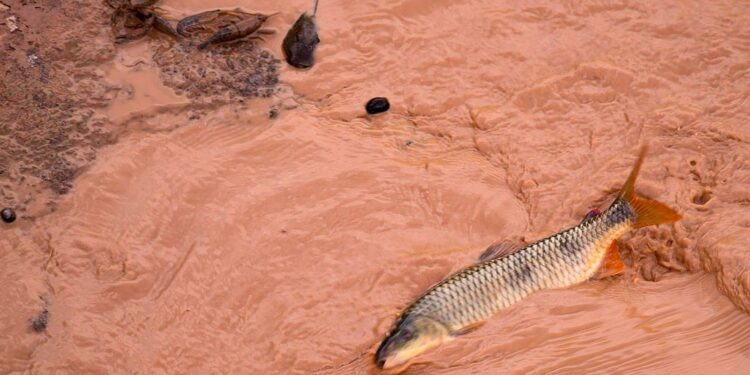 Multas bilionárias para Samarco e Vale