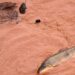 Multas bilionárias para Samarco e Vale