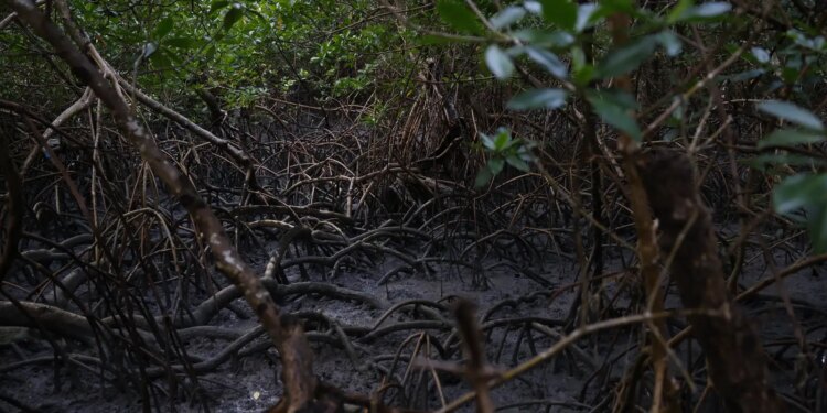 Manguezais: Pacto global reúne 46 países em defesa dos ecossistemas
