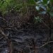 Manguezais: Pacto global reúne 46 países em defesa dos ecossistemas