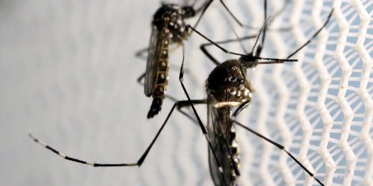 Brasil intensifica combate ao mosquito Aedes neste sábado