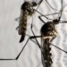 Brasil intensifica combate ao mosquito Aedes neste sábado