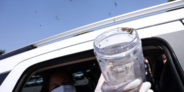 Saúde libera mosquitos estéreis no combate ao Aedes