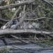 Chuva volta a afetar São Paulo e agrava crise de energia