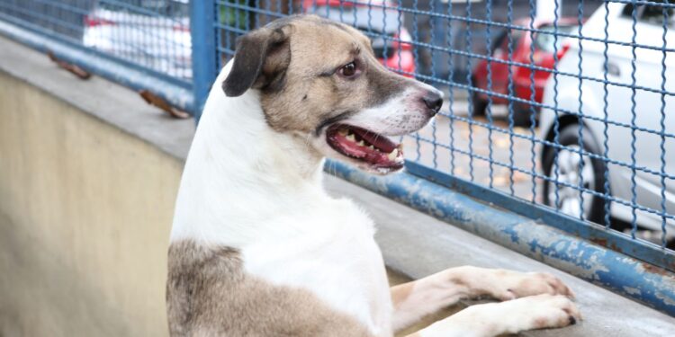 Fogos de artifício causam sofrimento e perigo para animais