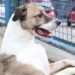 Fogos de artifício causam sofrimento e perigo para animais
