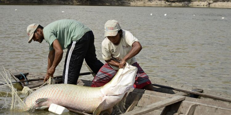 Genoma da Amazônia oferece proteção a peixes ameaçados