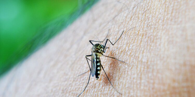 Primeira morte por dengue em 2026 é confirmada em São Paulo