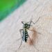 Primeira morte por dengue em 2026 é confirmada em São Paulo