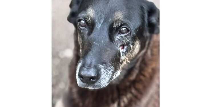 Polícia busca passaporte de suspeito na morte de cão Orelha
