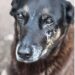 Polícia busca passaporte de suspeito na morte de cão Orelha