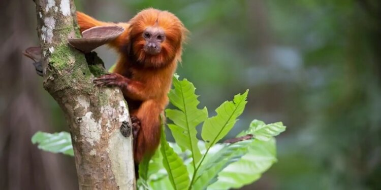 Maratona sobre animais em extinção na TV Brasil