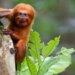 Maratona sobre animais em extinção na TV Brasil