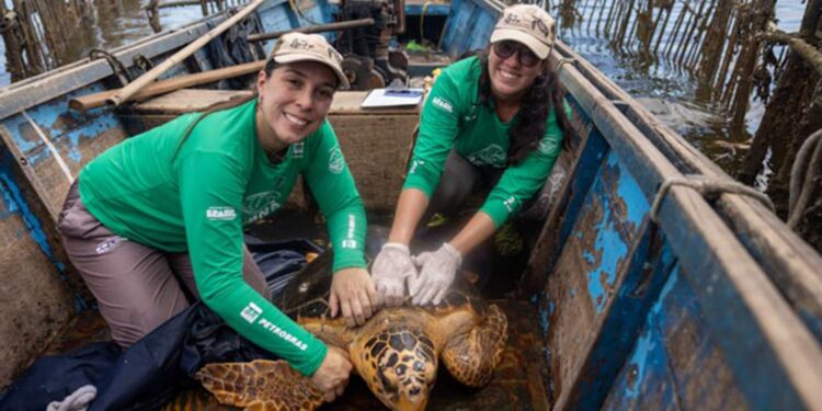 Tartarugas-cabeçudas retornam à Baía de Guanabara após anos de ausência