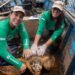 Tartarugas-cabeçudas retornam à Baía de Guanabara após anos de ausência