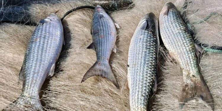 Pesca de tainha em arrasto de praia fica suspensa.