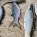 Pesca de tainha em arrasto de praia fica suspensa.