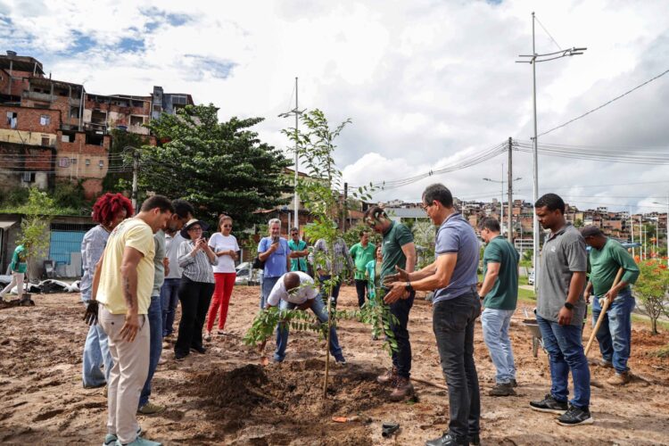 Salvador ganha primeira microfloresta urbana com mais de 1 mil mudas plantadas entre as avenidas Gal Costa e Jayme Figura