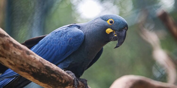 Fauna ameaçada: 180 espécies entram e 150 são excluídas da lista.