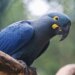 Fauna ameaçada: 180 espécies entram e 150 são excluídas da lista.