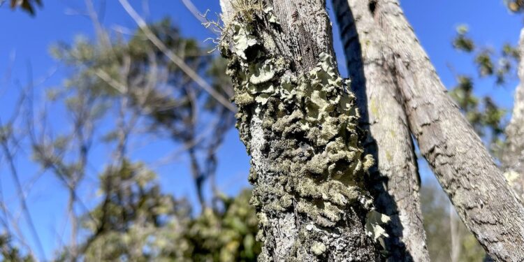 Reserva Ecológica do IBGE no DF passa a ser administrada em parceria com o ICMBio.