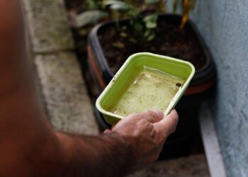 El Niño pode aumentar casos de chikungunya e dengue no Brasil