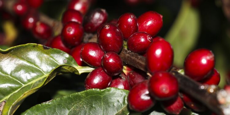 EUA isentam tarifas sobre aeronaves, óleo, café e carne