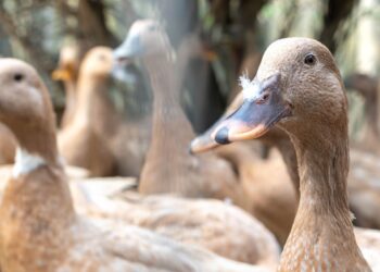Sanciona lei que proíbe produção e comercialização de fois gras