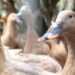 Sanciona lei que proíbe produção e comercialização de fois gras