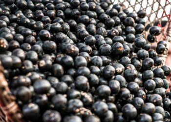China abre caminho na exportação de polpas e frutas congeladas brasileiras