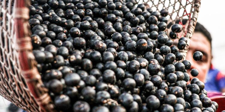 China abre caminho na exportação de polpas e frutas congeladas brasileiras
