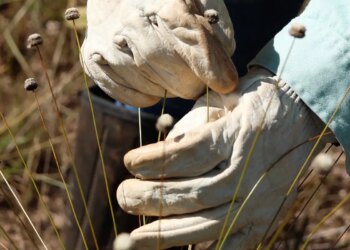 Pesquisadores encontram plantas extintas há 30 anos