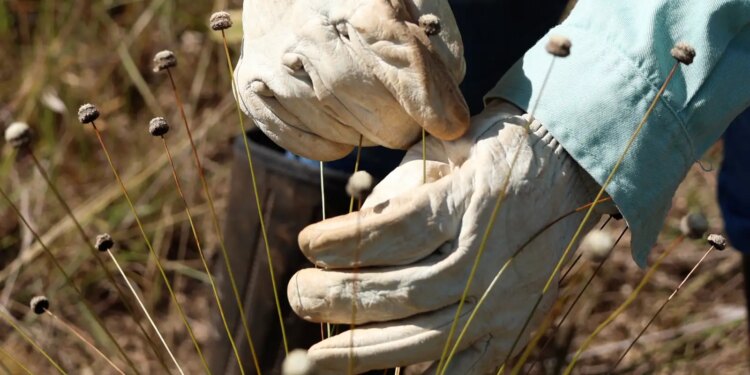Pesquisadores encontram plantas extintas há 30 anos