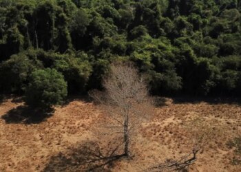 Depois da COP17, Brasil é cobrado a efetivar metas de restauração.
